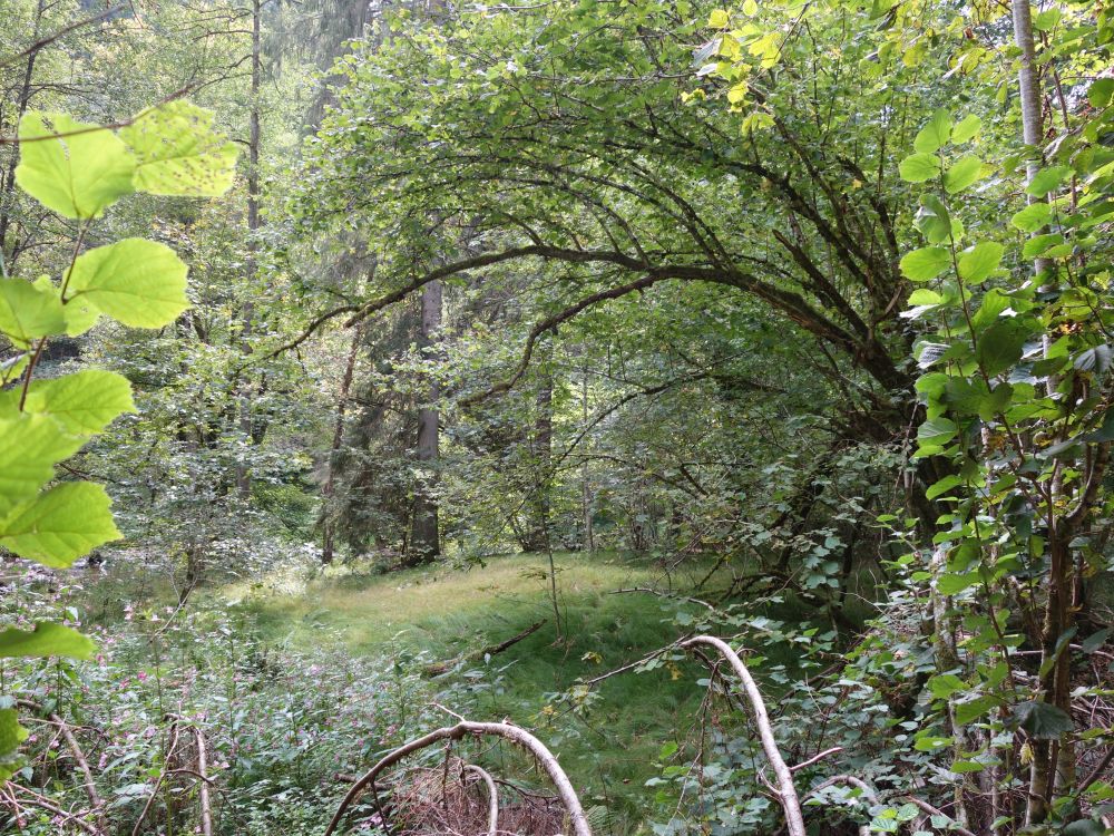 Schluchtensteig