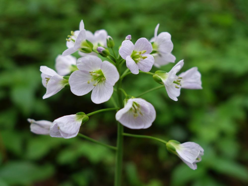 Wiesenschaumkraut