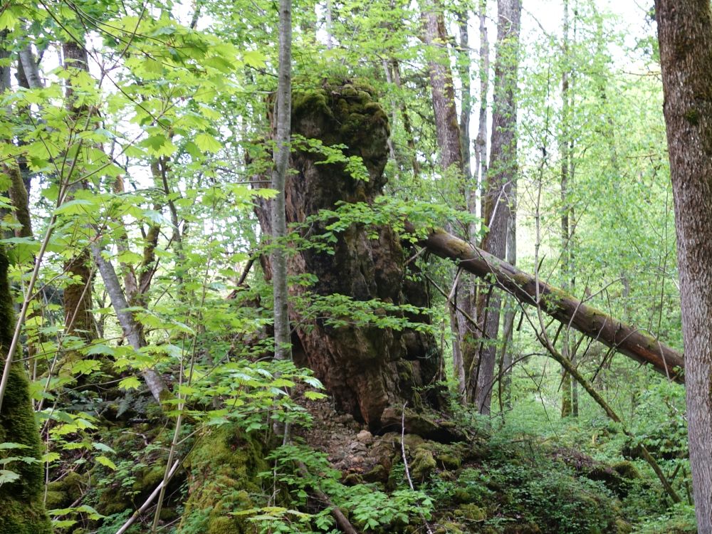 Mannheimer Felsen