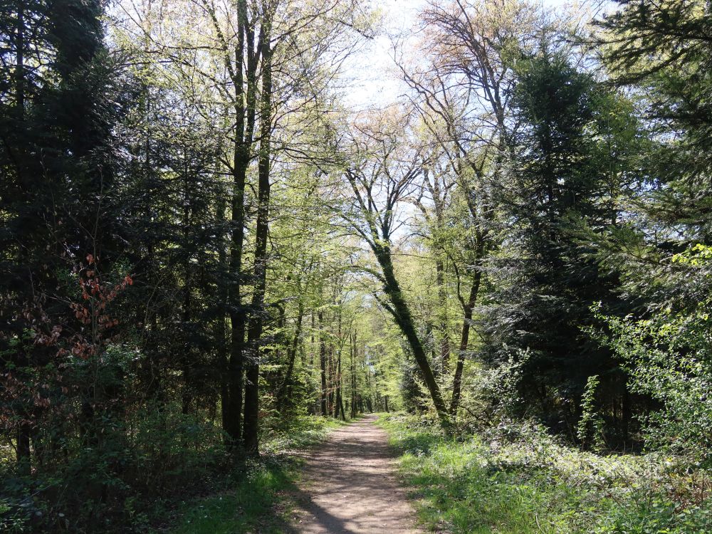 Waldpfad