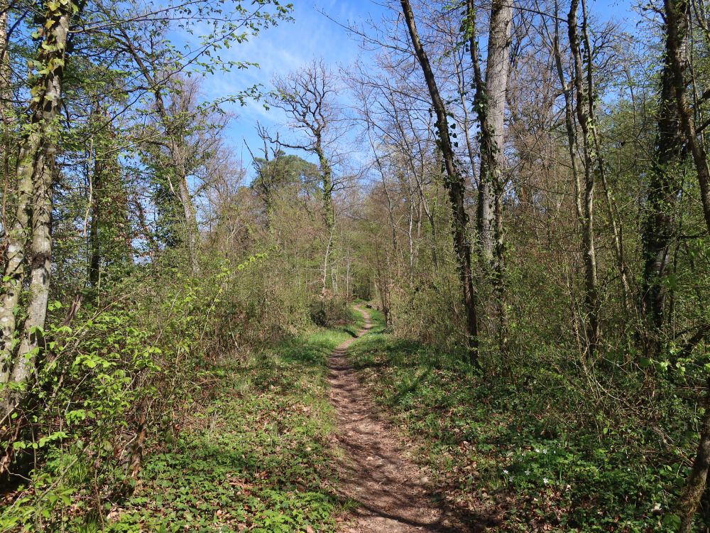 Waldpfad