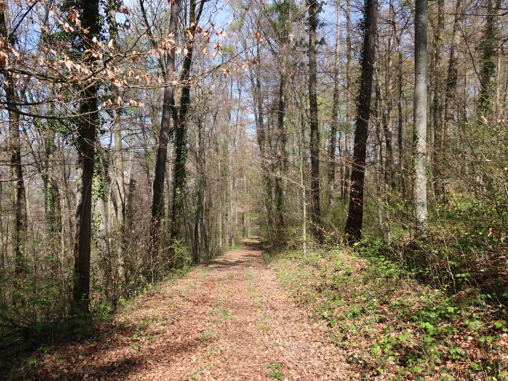 Waldweg