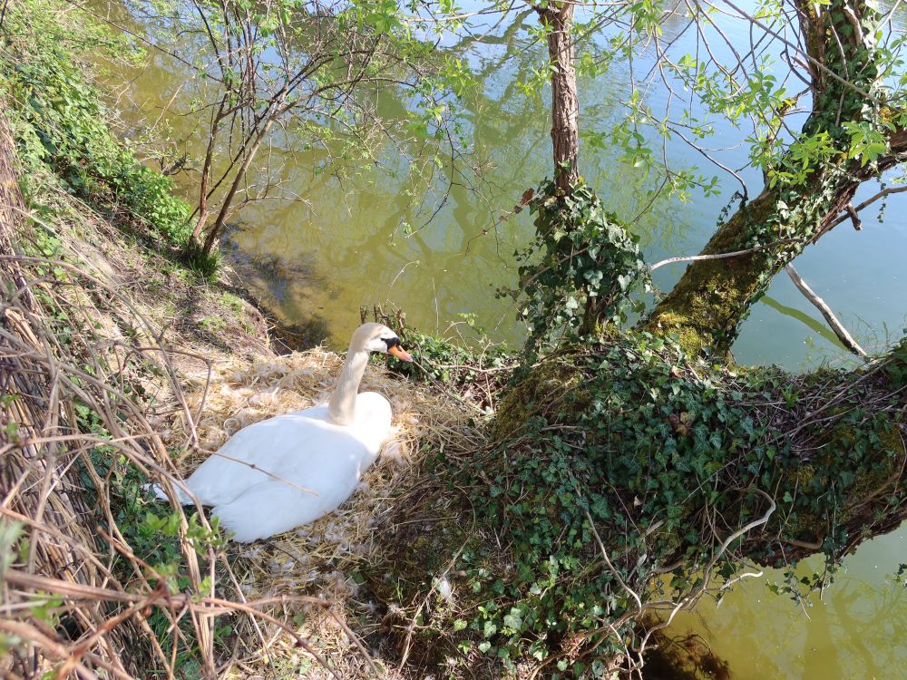Schwan im Nest