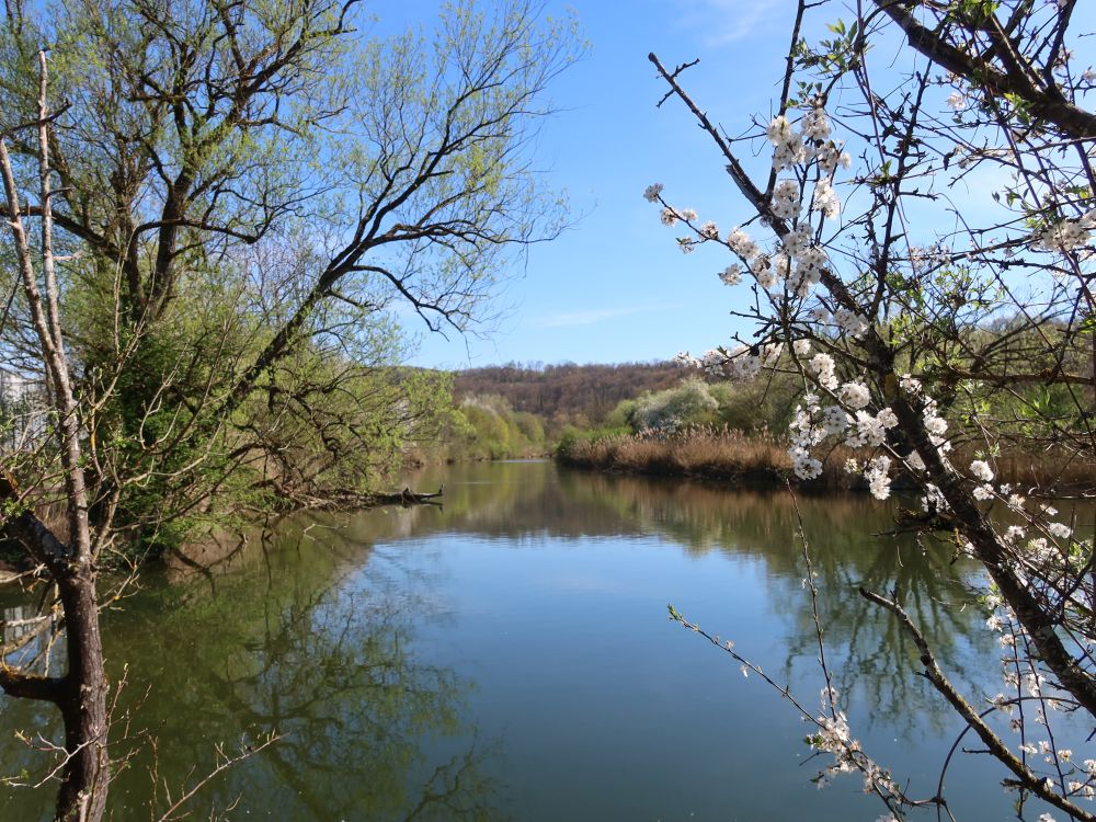 gestaute Wutach