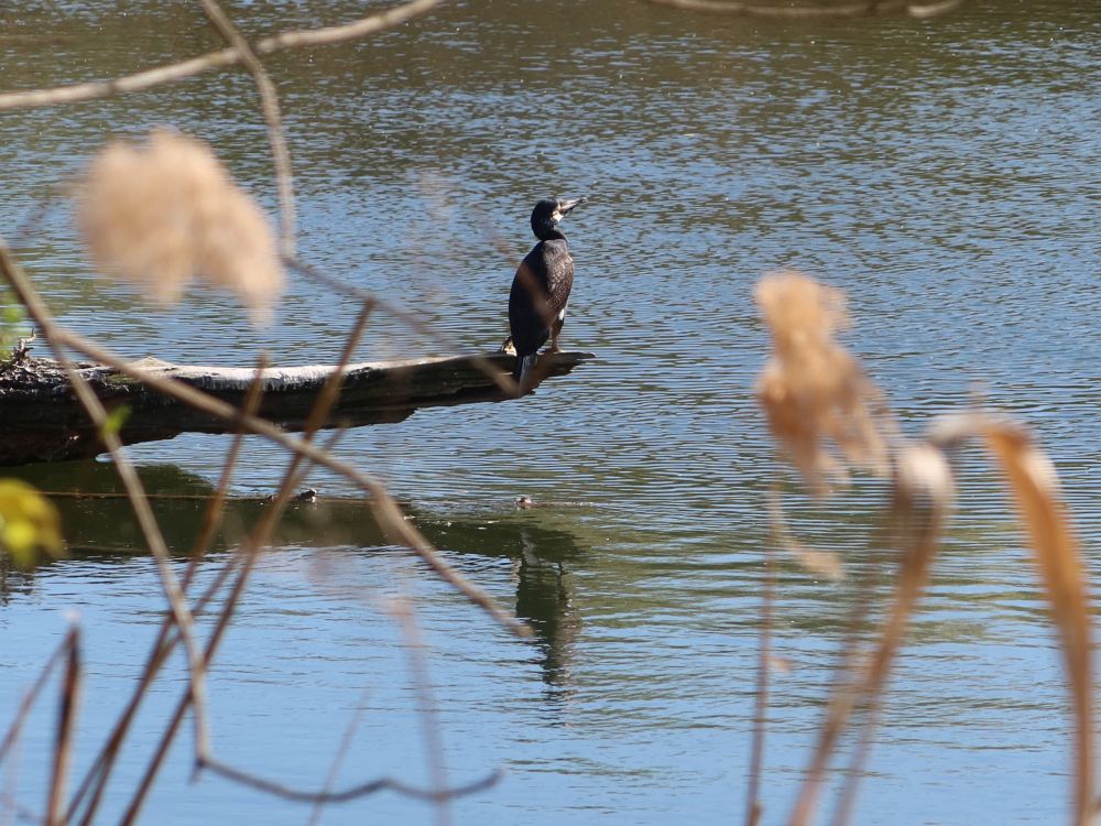 Kormoran