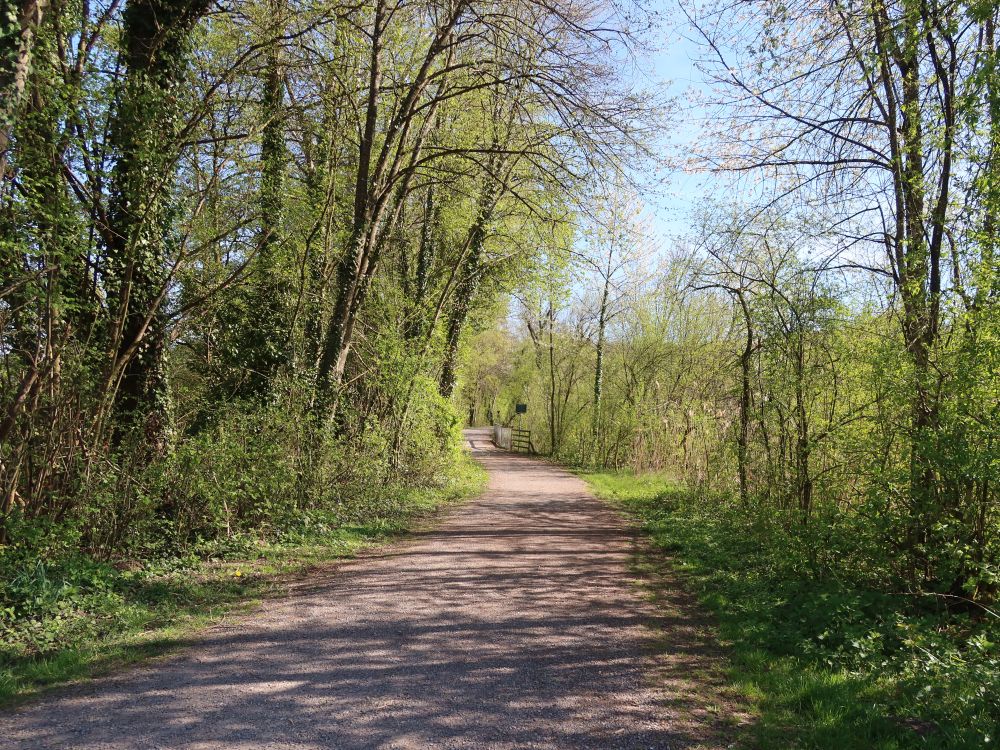 Weg bei Riedwiesen