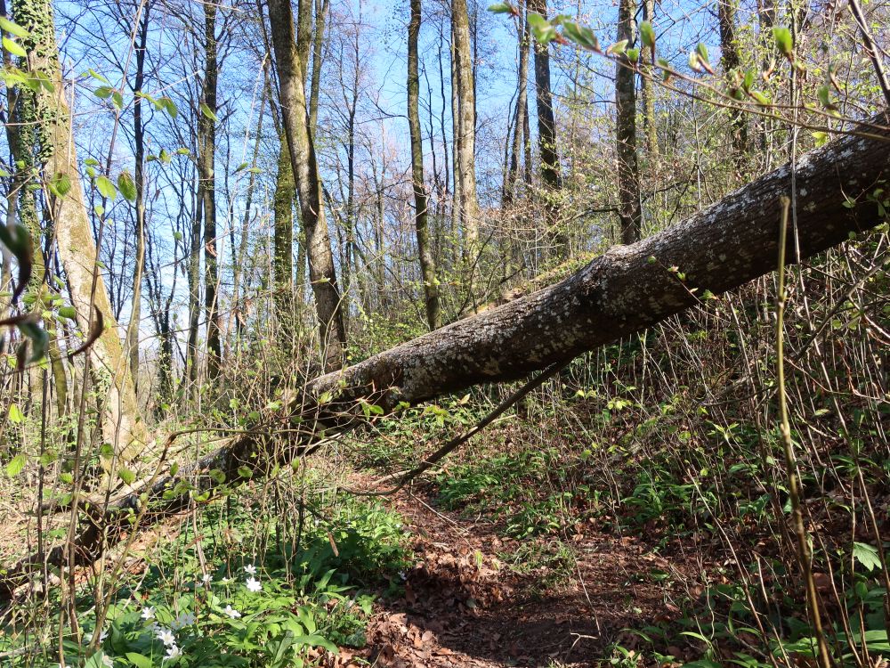 querliegender Baum
