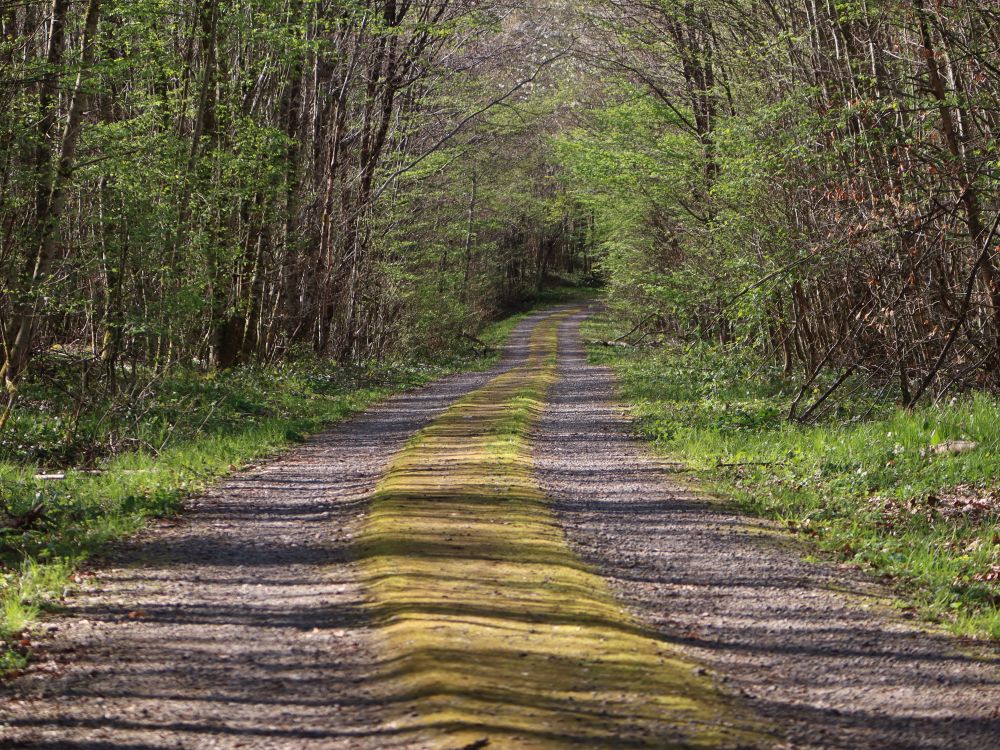 Waldweg