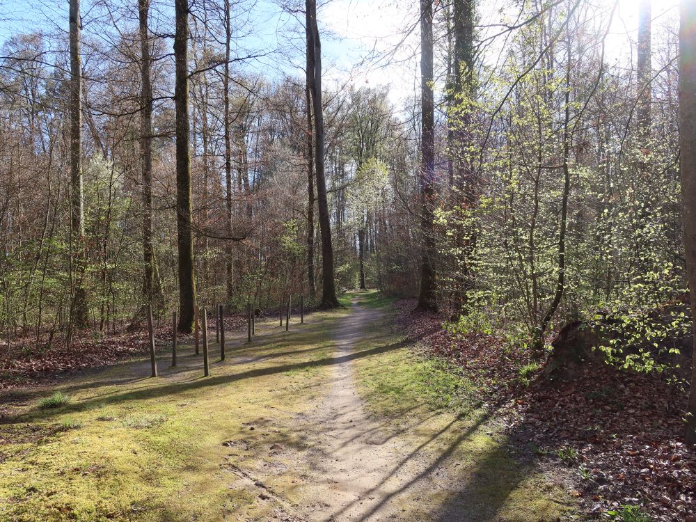 Waldweg