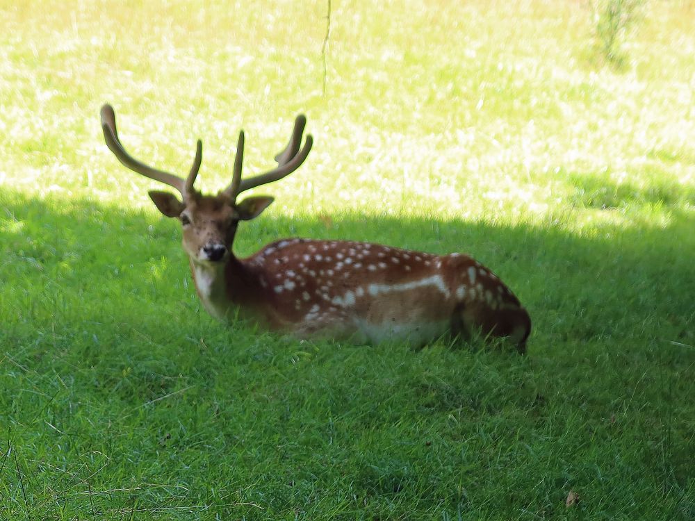 Hirsch