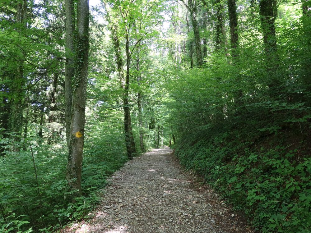 Waldweg