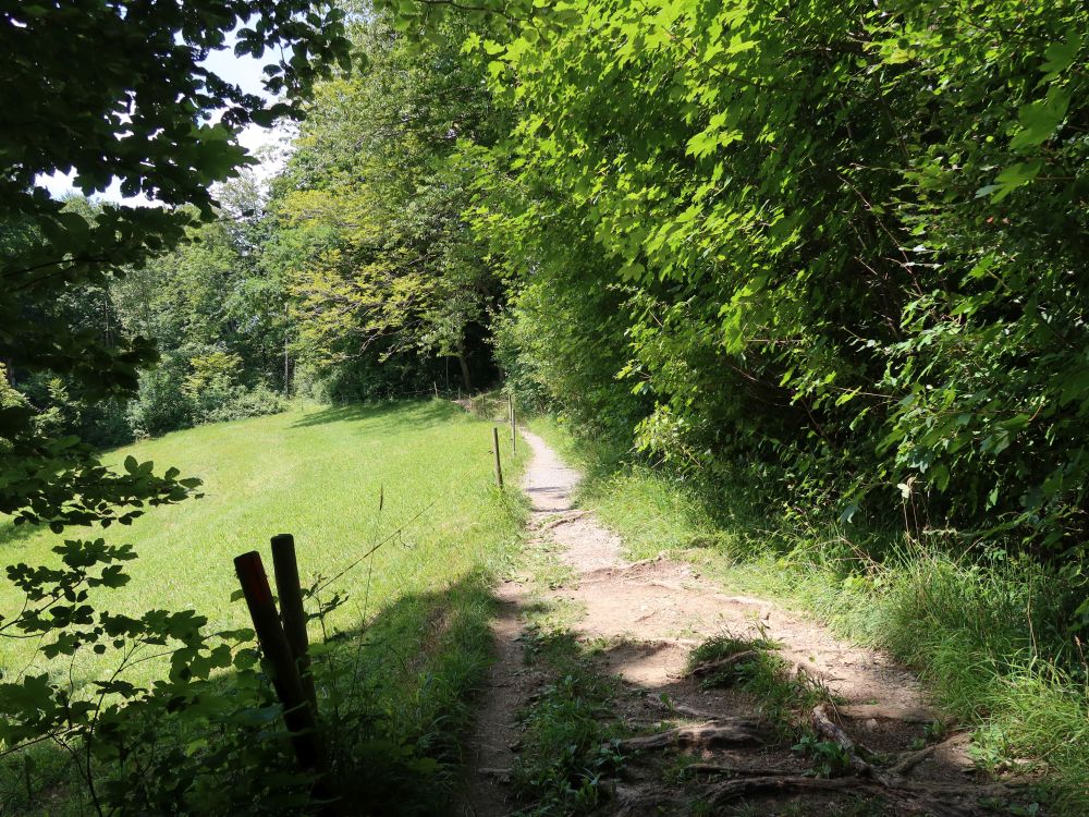 Weg am Waldrand