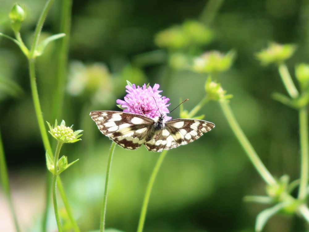 Schmetterling Schachbrett