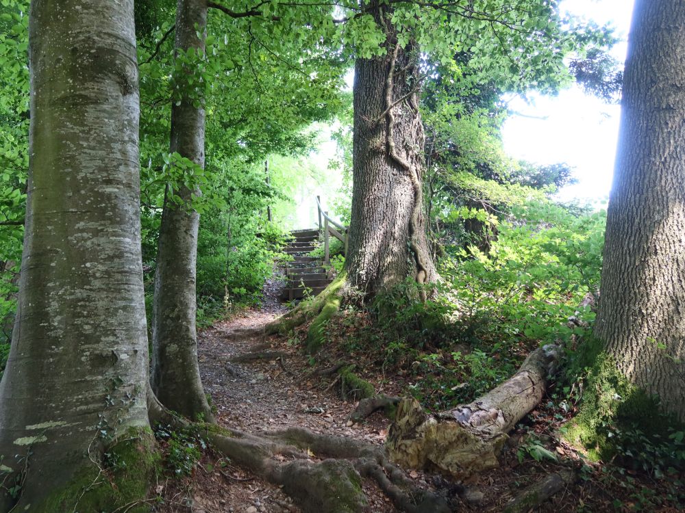 Waldpfad