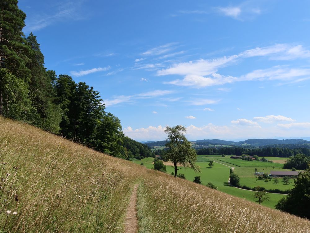 Wiesenpfad