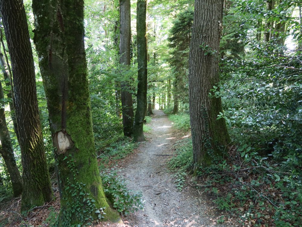 Waldweg