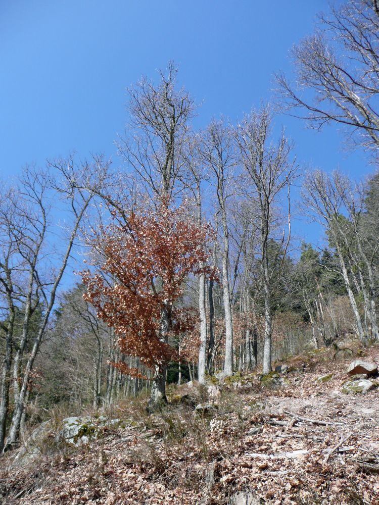 Laubwald