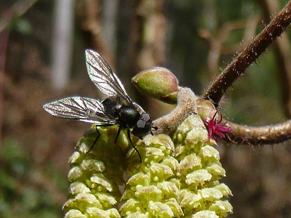 Fliege