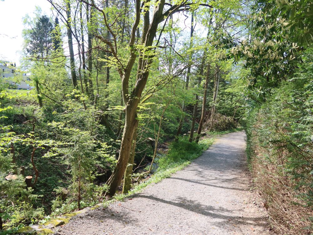 Weg am Düggelbach