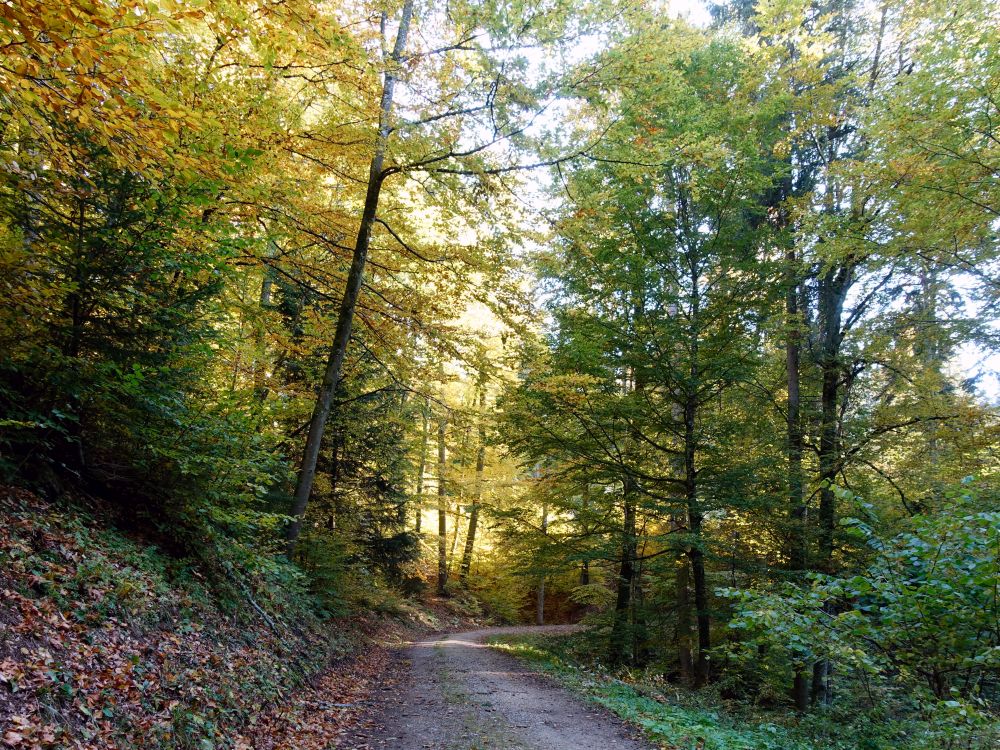 Waldweg