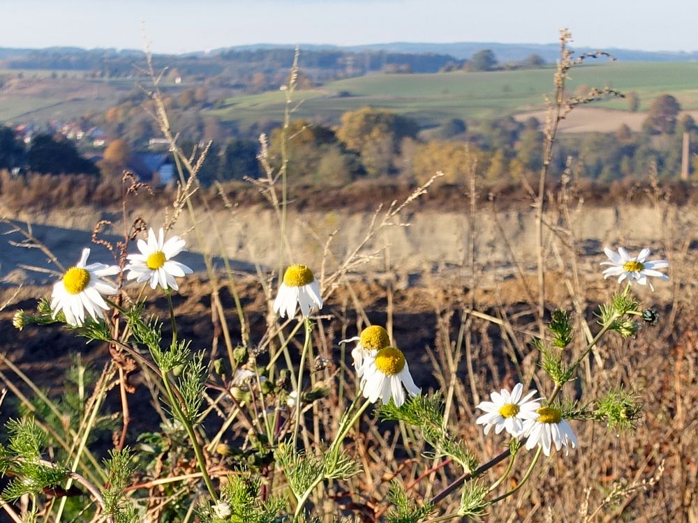 Kamilleblüten