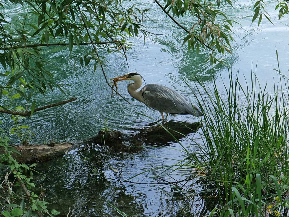 Reiher mit Frosch