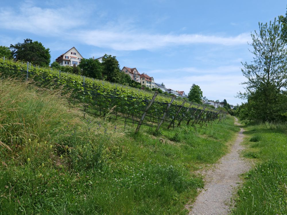 Rebberg Chilesteig
