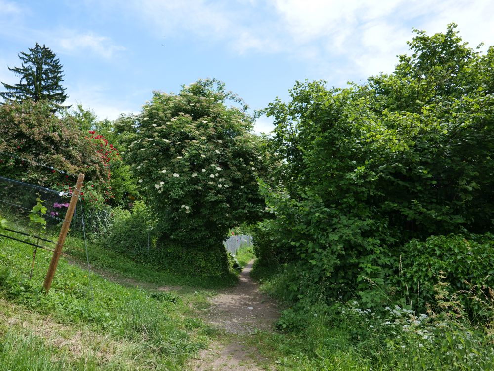 Pfad unterm Rebberg Chilesteig