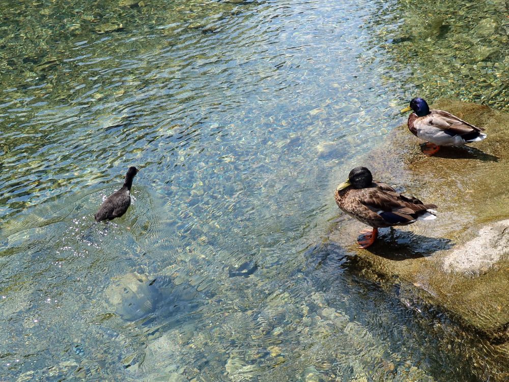 Enten