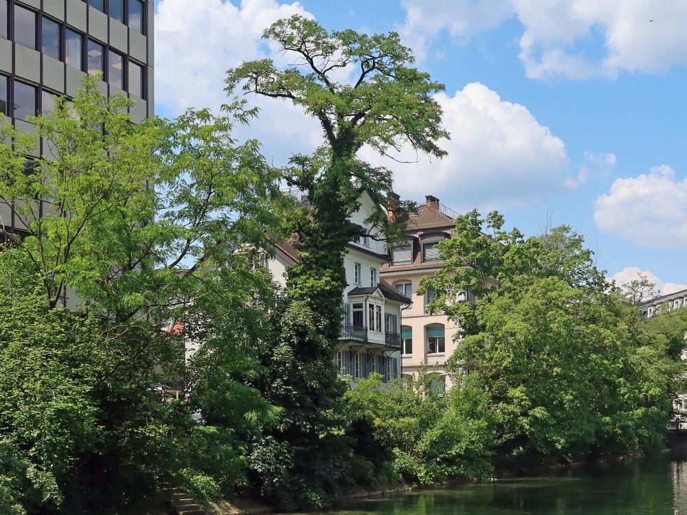 Bäume am Schanzengraben