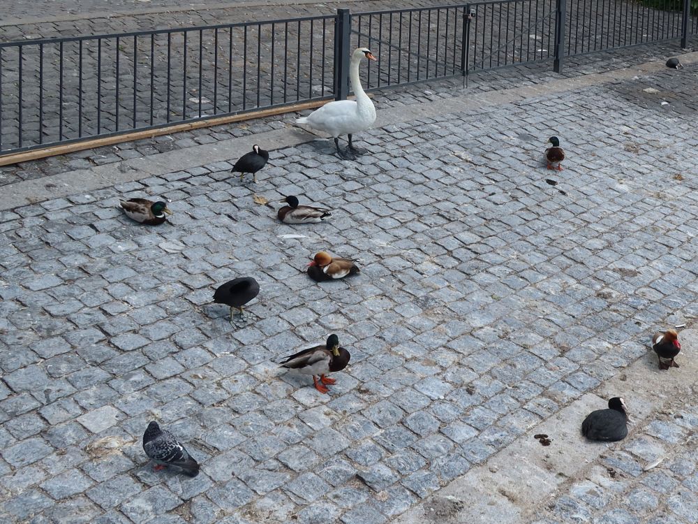 Schwan beaufsichtigt Enten und Blesshühner