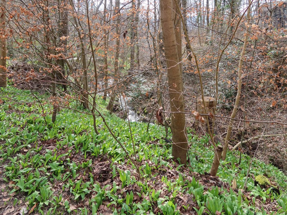 Wolfbachtobel