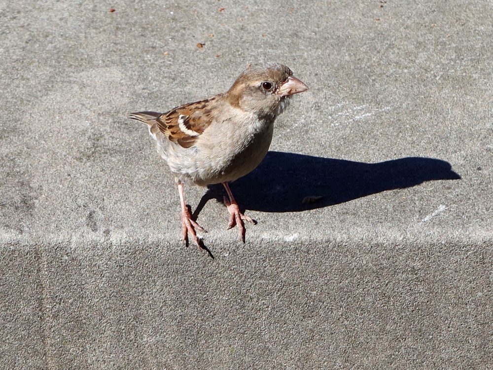 Vogel Sperling
