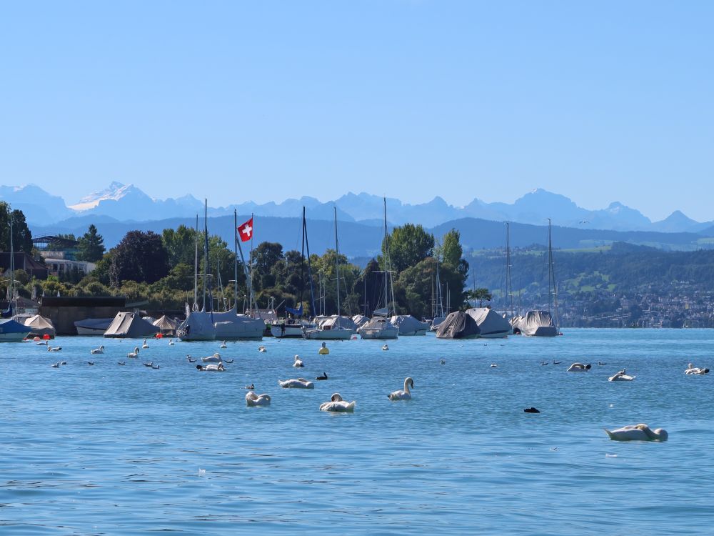 Zürichsee mit Alpen