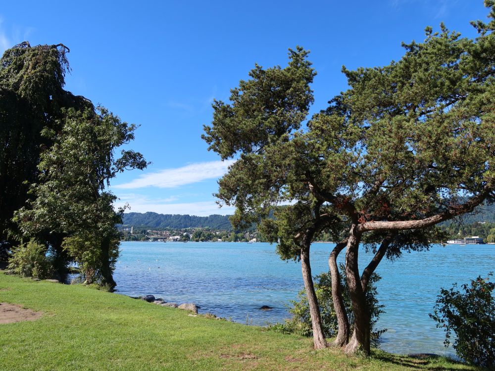 Seeufer Zürichsee