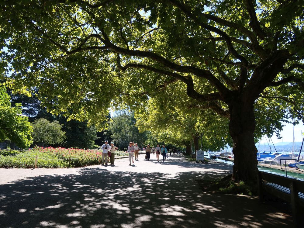Promenade beim Hafen Riesbach
