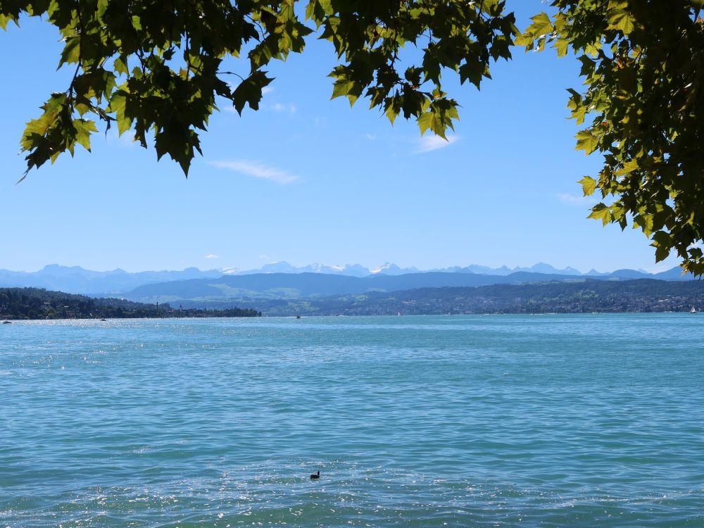 Zürichsee mit Alpensicht