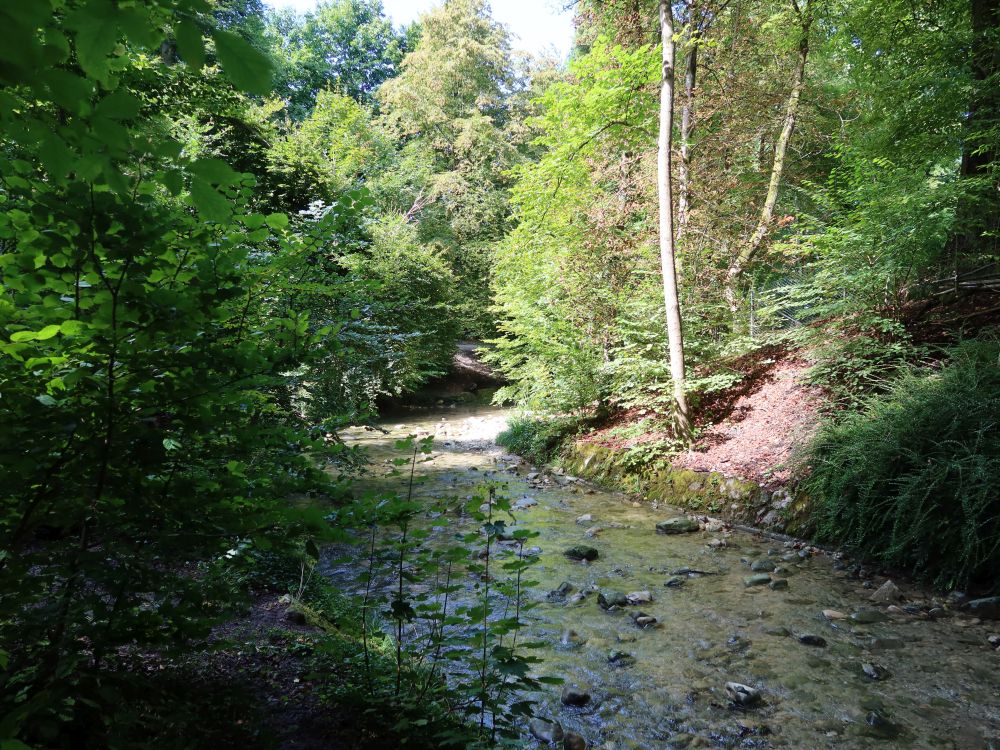 Wildbach (auch Werenbach)