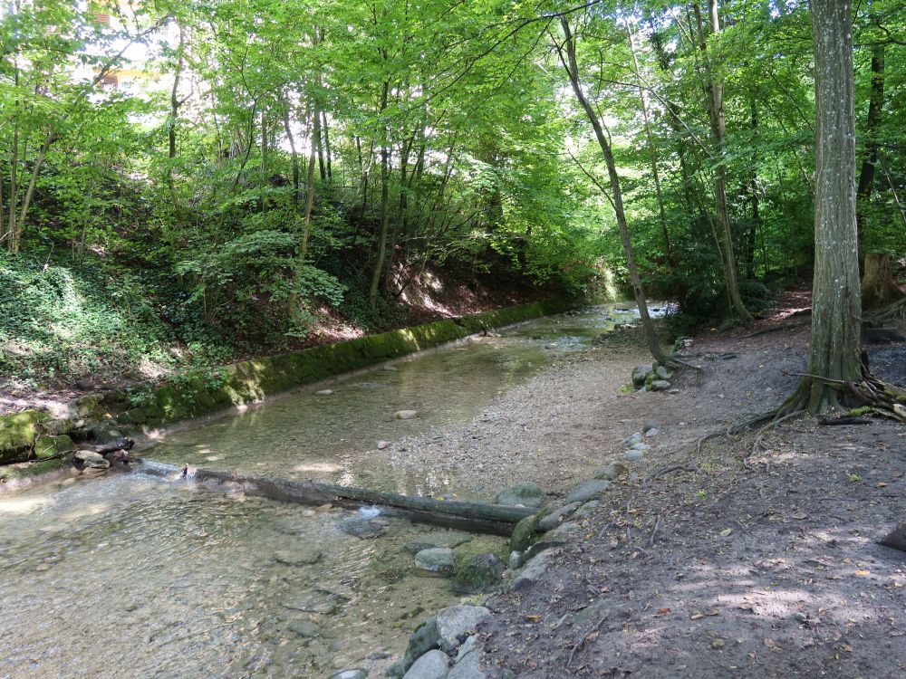 Wildbach (auch Werenbach)