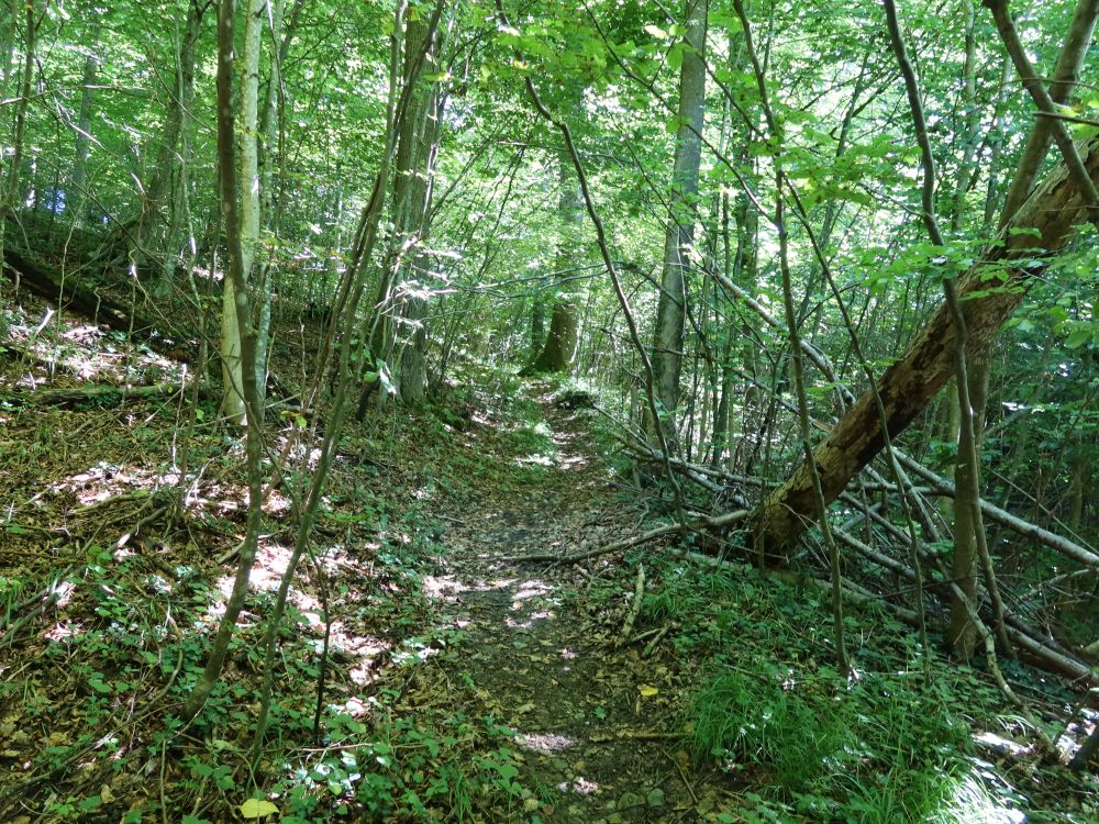 Waldpfad