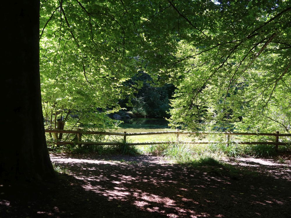 Dolderteich bei Degenried