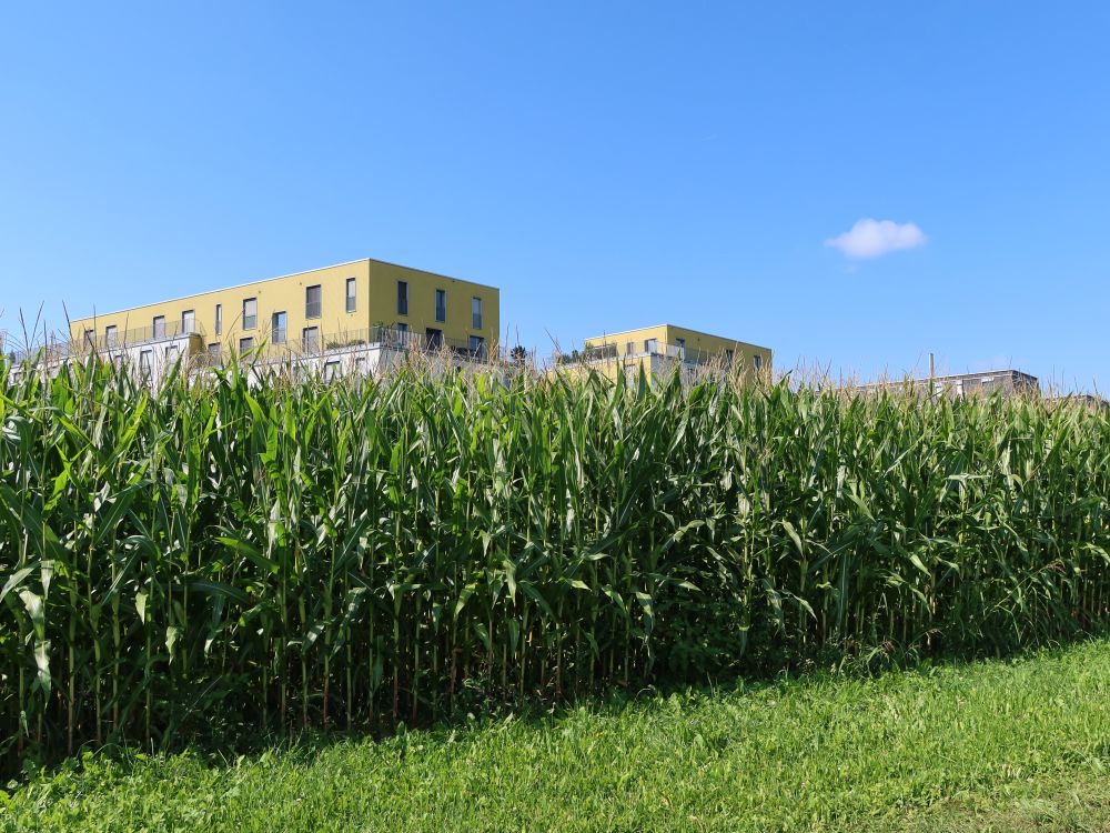 Wohnblocks hinterm Maisfeld