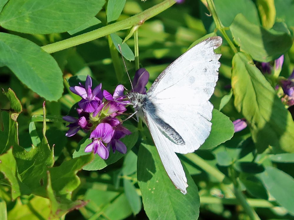 Schmetterling Kohlweißling