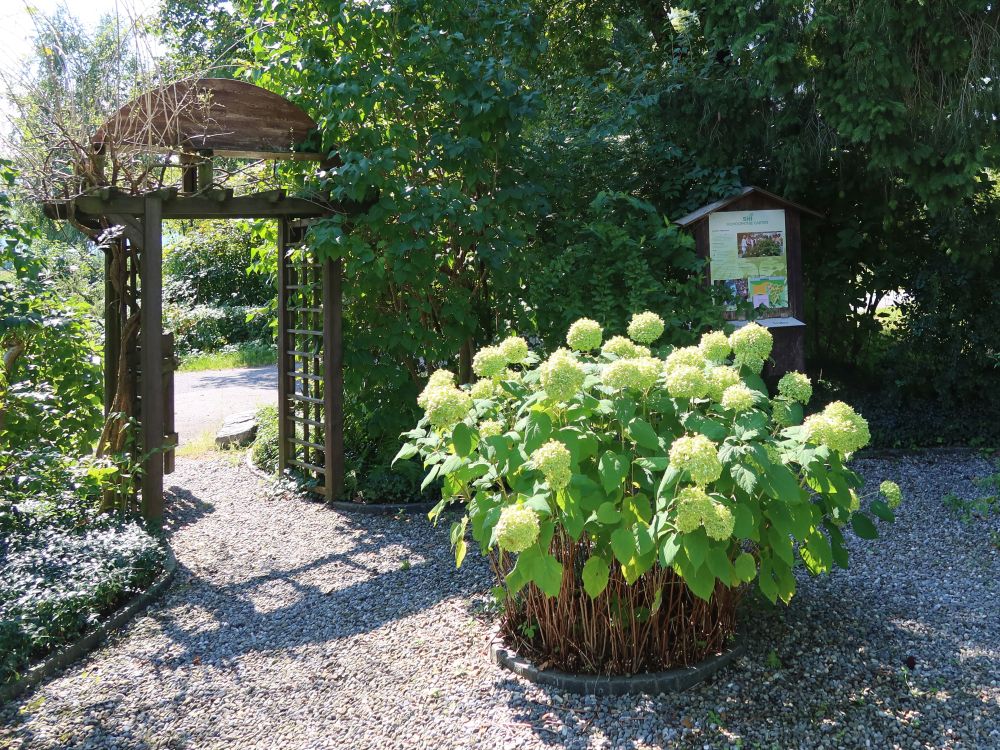 Homöopathie Garten