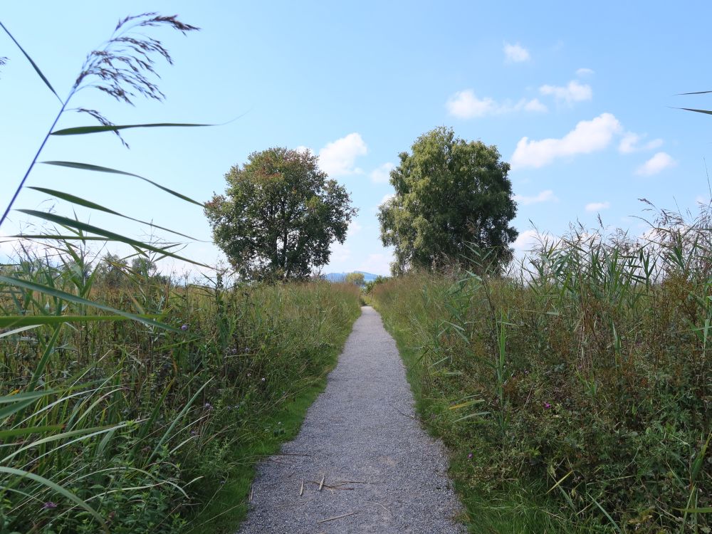 Seeweg Richtung Choller