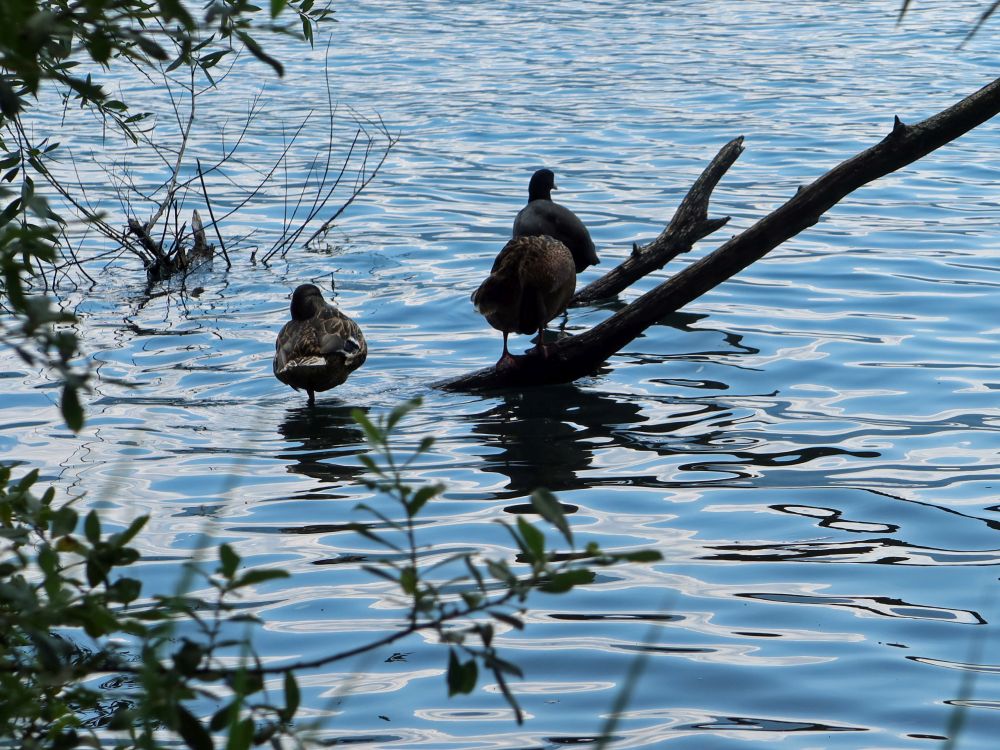 Wasservögel